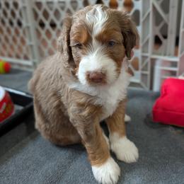 Arlington - Red merle male Aussiedoodle puppy in New Durham, New Hampshire from Ridgeview Aussiedoodles