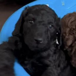 Poodles from Cox's Poodle Pups