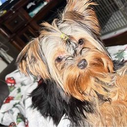 Zoey - Yorkshire Terrier