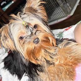 Zoey - Yorkshire Terrier