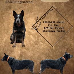 Kodiak - Australian Cattle Dog