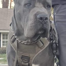 Cane Corso from Lisa Day's Cane Corso