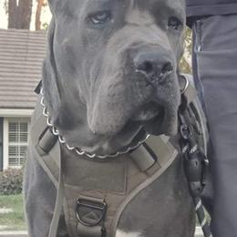 Cane Corso from Lisa Day's Cane Corso