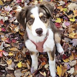 Hemingway - Tri-color male Border Collie puppy in Cedar Springs, Michigan from Lyncroft Border Collies