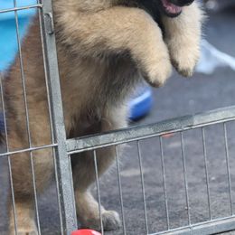 Belgian Tervuren Puppies from Bab Hanna