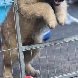 Belgian Tervuren Puppies from Bab Hanna