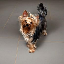 Leya - Blue and gold female Yorkshire Terrier puppy in York County, Pennsylvania from Diamond in a Rough Yorkies