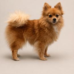 Mitzy - Pomeranian