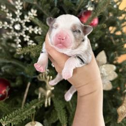 Bernard - Blue merle male Miniature Australian Shepherd puppy in Goldsboro, North Carolina from Maple Ridge Farm