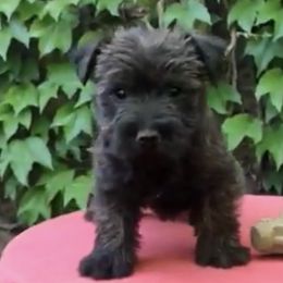 Nico - Cairn Terrier