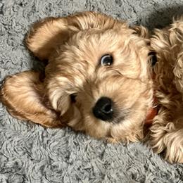 Cavapoo Puppies from Molly n Friends