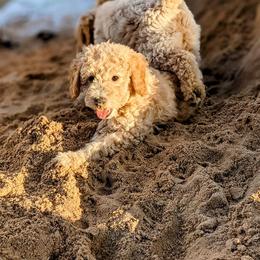 Double Doodle and Goldendoodle Puppies from Big Red Paw Doodles