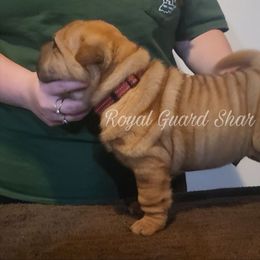 Buoy - Fawn male Chinese Shar-Pei puppy in Columbus, Indiana from Royal Guard Shar Pei