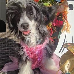 Hailey Long Star Angel - Black and white female Chinese Crested puppy in Amarillo, Texas from Victoria's Chinese Cresteds Long Star Angels