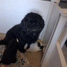 Astrid - Black female Cavapoo puppy in Montrose, Colorado from Gnomies Furry Friends
