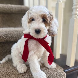 Yellow female chenille - Parti female Goldendoodle puppy in Springville, Utah from JW Doodles