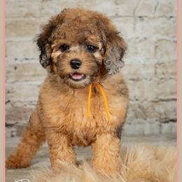 Kingman - Merle male Cockapoo puppy in Connersville, Indiana from Deaz Doodle Ranch
