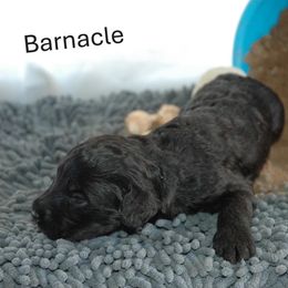 Barnacle (Barney) - Black male Portuguese Water Dog puppy in Williamsport, Pennsylvania from Petersheim Porties