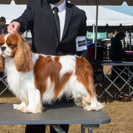 Australian Shepherds and Cavalier King Charles Spaniels from FairWilde Farm