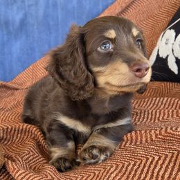 Dachshunds from Cassiopeia Doxies
