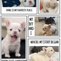 French Bulldog Puppies from Tellez House of Frenchies