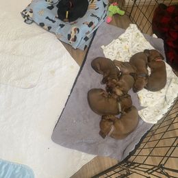 Dachshund Puppies from CV Doxies