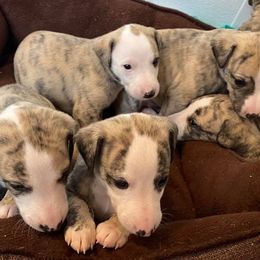 Whippet Puppies from Aristaios Farms