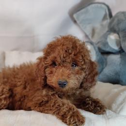 Carter-OFA and CHIC parents - Red  male Poodle puppy in Westfield, North Carolina from Legacy Pets
