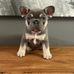 French Bulldog Puppies from Frenchies That