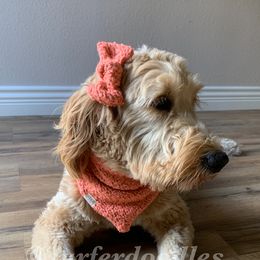 Kona - Goldendoodle