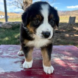 Wyatt - Black tri-color male Australian Shepherd puppy in Preston, Idaho from KC Bar Ranch Aussies