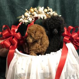 Poodles from Boyd’s Toy Poodles