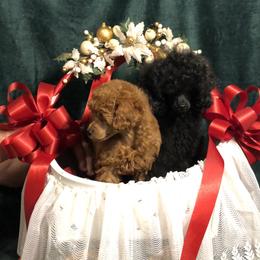 Poodles from Boyd’s Toy Poodles