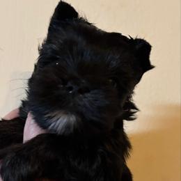 Female 1  (white in chin) - Black and tan female Yorkshire Terrier puppy in Lafayette, Georgia from Berggipfel Yorkies