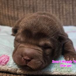 Harmony - Brown female Chinese Shar-Pei puppy in Minden, Louisiana from Zoey's Waggly Tails