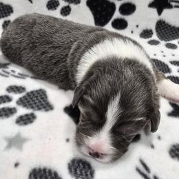 AMMON-FLUFFY - Blue male Pembroke Welsh Corgi puppy in Walker, Iowa from Double K Corgis