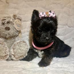 Black Princess - Black and tan female Yorkshire Terrier puppy in Andrews, South Carolina from Sparkle of Glamour Yorkies