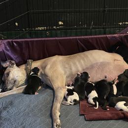 Greyhound puppies from ARK Greyhound Kennel LLC