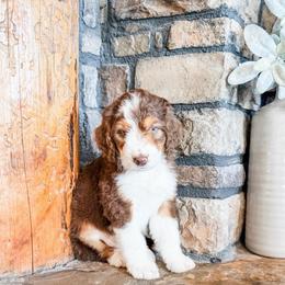 Root - Brown and white male Aussiedoodle puppy in Beaver, Utah from Rocky Ridge Ranch