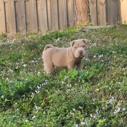 Squid - Isabella dilute male Chinese Shar-Pei puppy in Lehigh Acres, Florida from Florida Wrinkles