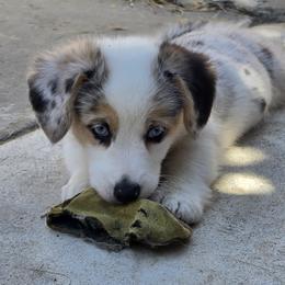 Athena - Blue female Pembroke Welsh Corgi puppy in Duarte, California from Duarte Pups