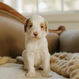 Walnut - Parti male Goldendoodle puppy in Hiddenite, North Carolina from Rose and Reid Doodles
