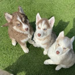 Siberian Husky Puppies from Young Orchard Siberians