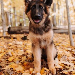 Baylee (White Girl) - Black and red German Shepherd puppy in Grand Rapids, Michigan from Von Willow German Shepherds