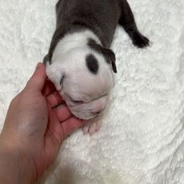 Boston Terrier Puppies from Candi's Boston Terriers