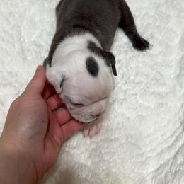 Boston Terrier Puppies from Candi's Boston Terriers
