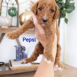 Pepsi - Red  female Poodle puppy in Mesa, Arizona from Desert Doodles