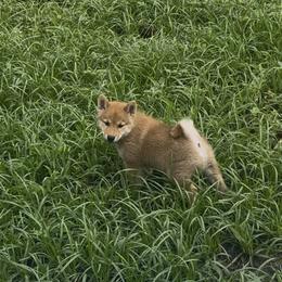Shiba Inu Puppies from Animal Farm Shiba Inus & Mameshibas