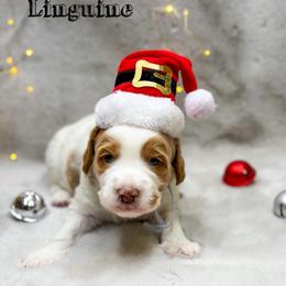 Linguine - Parti male Goldendoodle puppy in Williamson, New York from Lakeside Doodles