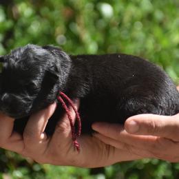 Red collar male - Black male German Shepherd puppy in Marianna, Florida from Haus M Godwin